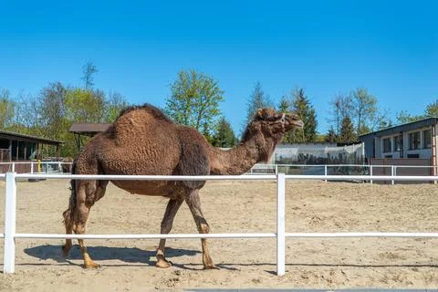 Large brown humped camel on a paddock farm Stock Photos