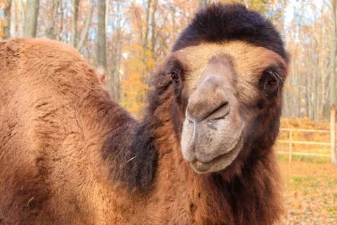 Large brown humped camel on a paddock farm Stock Photos
