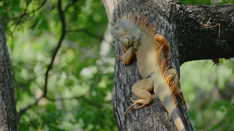 A large brown iguana, an introduced invasive species, rested in a tree. Stock Footage 273329835