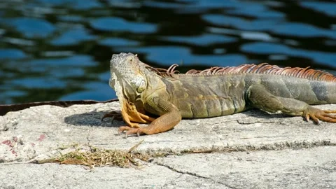 Large brown iguana at a pier Stock Footage 264713565