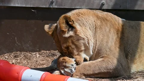 Large brown lion laying and grooming itself in an enclosure at a zoo. Stock Footage 336508592