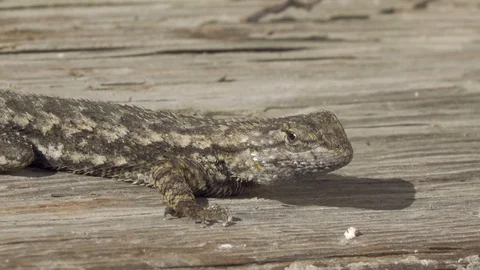 Large Brown Lizard looking around on Wood Slow Motion 60fps 스톡 동영상 129055810
