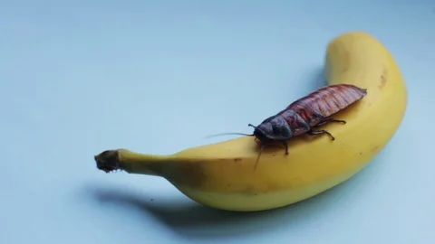 Large brown Madagascar cockroach crawls on yellow banana a blue background Video stock 125070258
