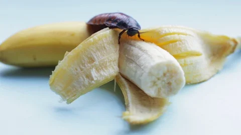 Large brown Madagascar cockroach crawls on yellow banana a blue background Video stock 125070326