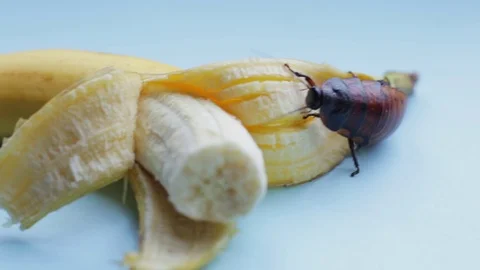 Large brown Madagascar cockroach crawls on yellow banana a blue background Stock Footage 125070367