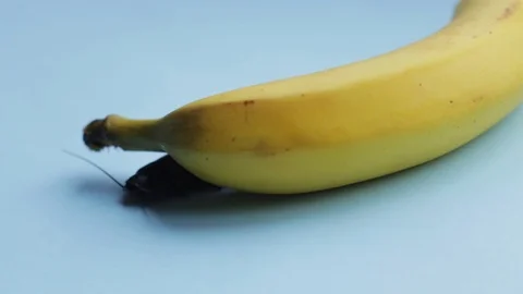 Large brown Madagascar cockroach crawls on yellow banana a blue background Video stock 125070396
