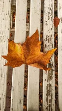 A large brown maple leaf sits on a white bench in autumn Stock Photos