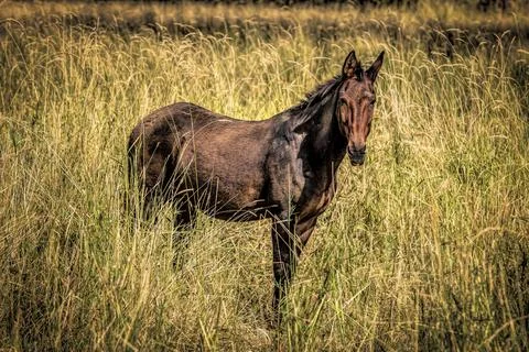 Large brown mule in grassy field. Stock Photos