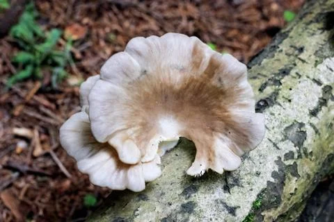 Large brown mushroom on a tree trunk Stock Photos