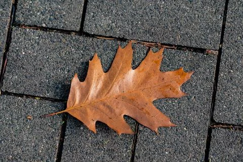 A large brown oak leaf resting on gray stone pavement in autumn Stock Photos