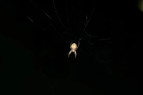 A large brown orb weaver spider on its web Stock Photos