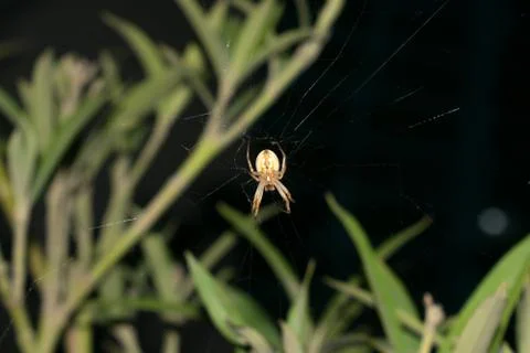 A large brown orb weaver spider on its web Stock Photos