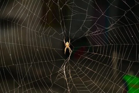 A large brown orb weaver spider on its web Stock Photos