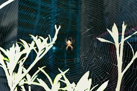A large brown orb weaver spider on its web Stock Photos