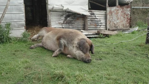 Large Brown Pig Resting Outside Rustic Shed Stock Footage 312747981
