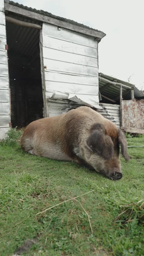 Large Brown Pig Resting Outside Rustic Shed Stock Footage 312748444
