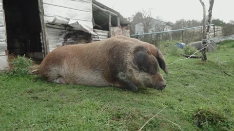 Large Brown Pig Resting Outside Rustic Shed Stock Footage 312749758