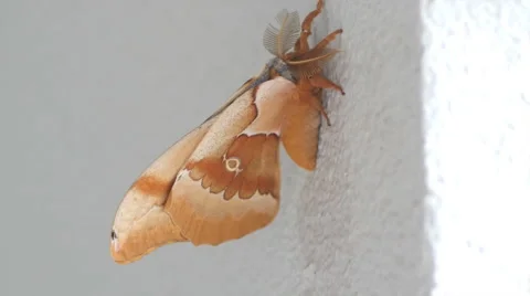 Large brown polyphemus moth insect resting on wall in New Mexico Stock Footage 53852349