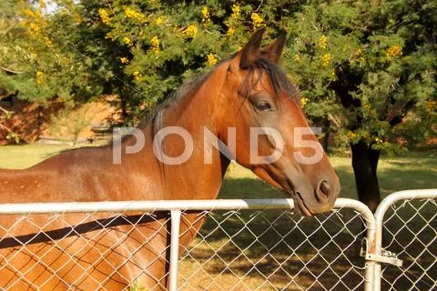 Large brown pony at closed gate Stock Photos
