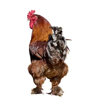 Large brown rooster with a red comb and wattles, seen from a rear-side angl.. 스톡 사진