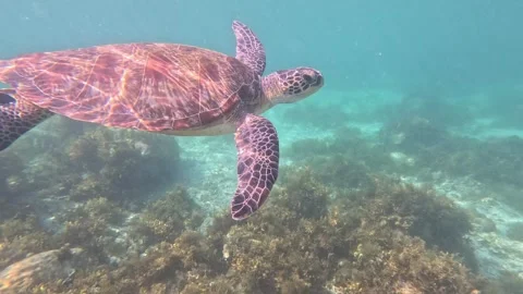 Large brown sea turtle surfacing and swimming among coral reefs Video stock 339981872