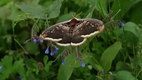 Large Brown Silk Moth Resting on Green Leaves Stock-Footage 335549461