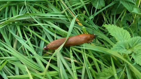A large brown slug crawling slowly across vibrant grass Stock Footage 321550148