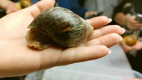 Large brown snail resting on a hand, showcasing its spiral shell and soft body, Stock Footage 332961765