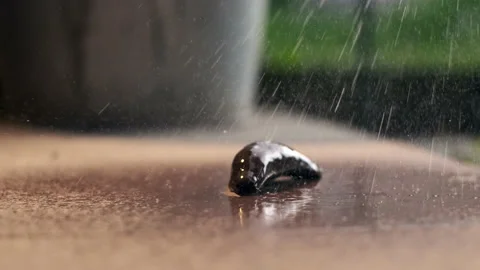 Large brown Spanish slug is sprayed with ammonia and dies. concept of Video stock 197440833