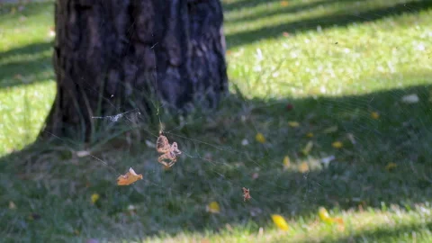 A large brown spider quickly crawls along a web and catches a fly in it on a Stock Footage 286035968