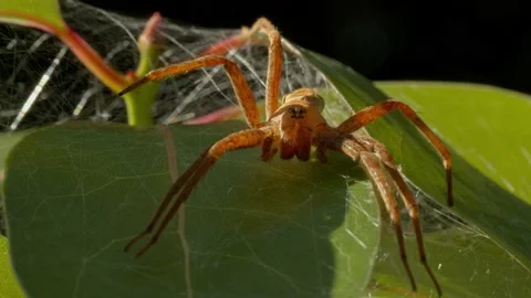 Large brown spider sitting on green leaves. Stock Footage 142043079