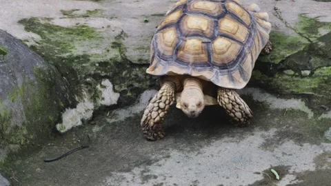 A large brown stilt tortoise is walking slowly on a mossy rock Vídeos de archivo 333437692