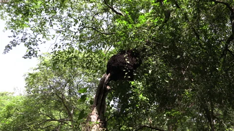 Large brown termite nest on a branch in a tree in Panama Stock Footage 157701026