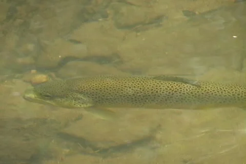 Large Brown Trout Stockbeeldmateriaal 1106596
