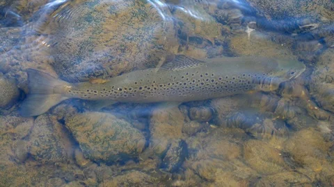Large brown trout resting in shallow clear water after release by fisherman Stock Footage 99835388