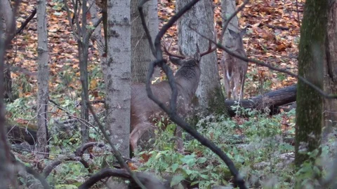 Large buck deer in forest chasing a doe view from behind Stock Footage 120576478