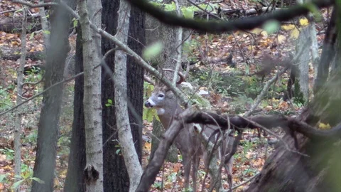 Large buck deer in forest looking around through trees branch stuck on antle Stock Footage 120576363