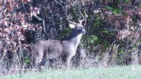 Large Buck Stock Footage 165253670