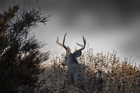 Large Buck Leaving Stock Photos