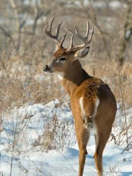 Large Buck in the snow Stock Photos