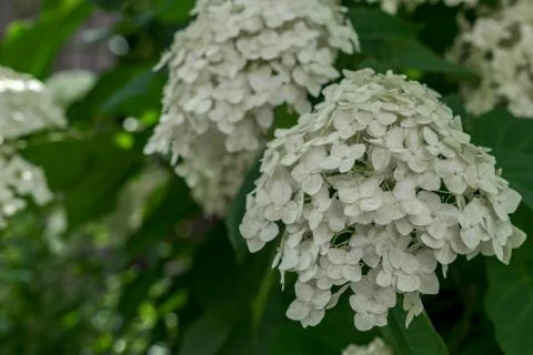 Large bud of white hydrangea. Stock Photos