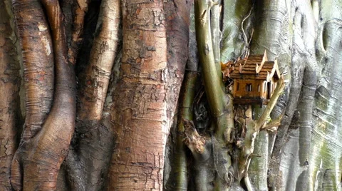 Large Buddha tree and small wooden spirit house Stock Footage 68773848