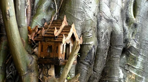 Large Buddha tree and small wooden spirit house Stock Footage 68774083