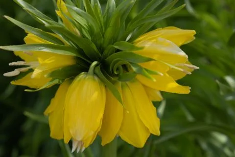 Large buds of a light yellow spring flower Stock Photos