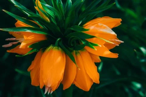 Large buds of orange spring flower Stock Photos