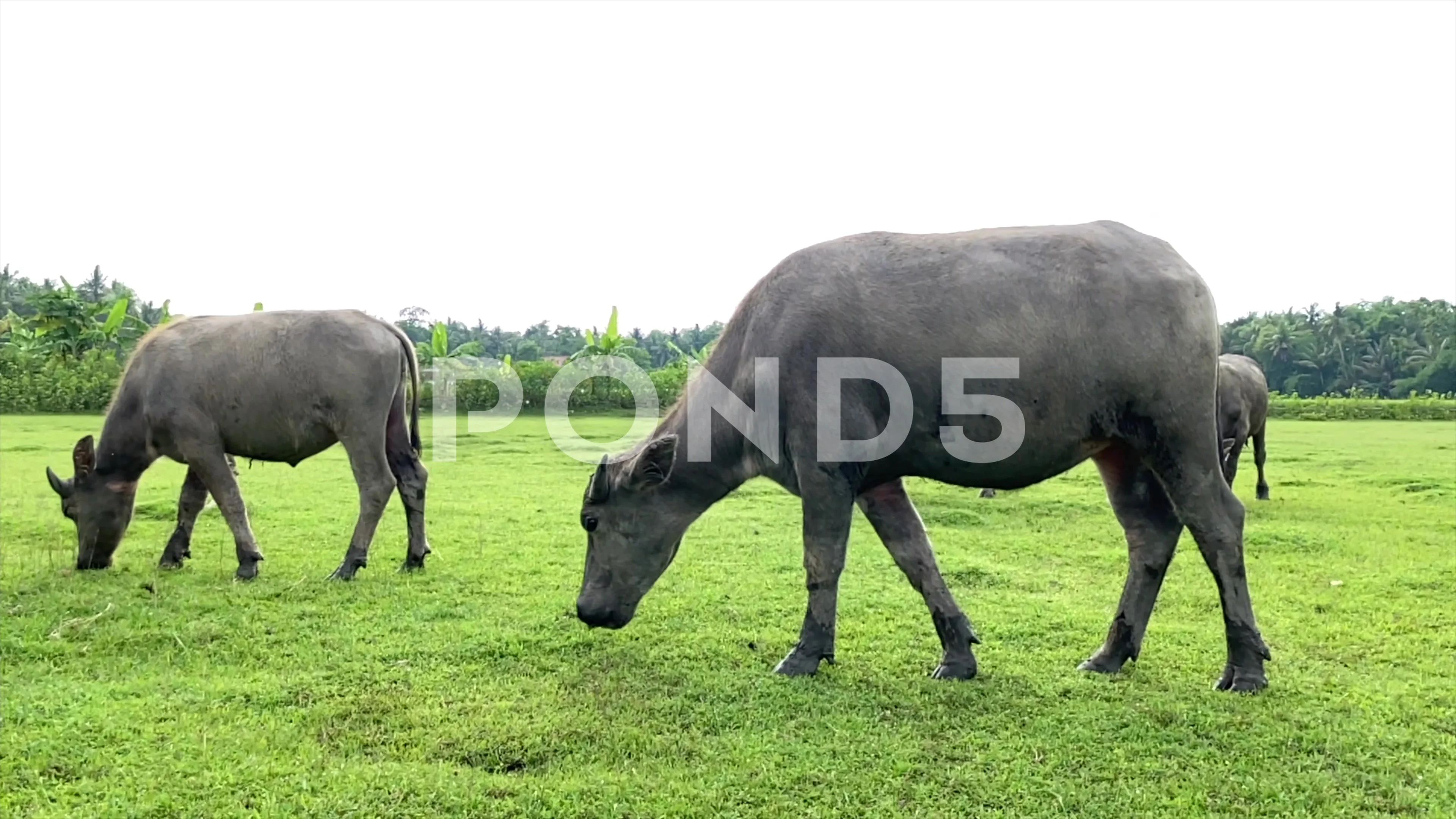 Large Buffalo Animals Eating Grass in In... | Stock Video | Pond5
