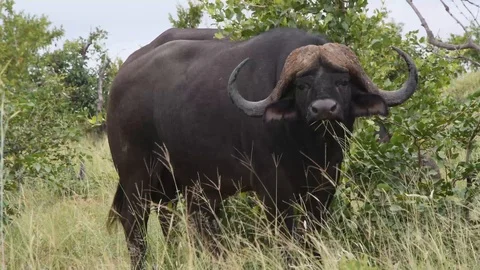 Large Buffalo grazing in the wild 4k Stock Footage 103183577