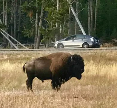 Large Buffalo poses 스톡 사진