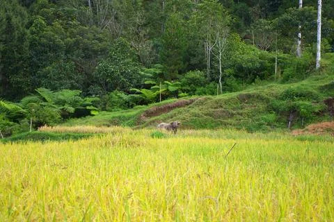 A large buffalo was walking through the rice fields Stock Photos