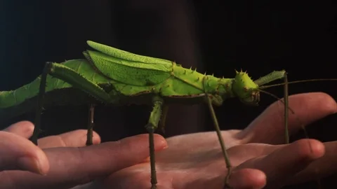 Large bug being handled. Vidéo 104386484